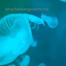赶海体验对比：现抓现吃VS偶遇可爱小水母